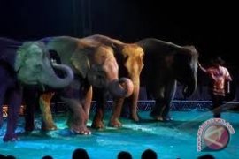 Masyarakat Palembang antusias menonton Sirkus