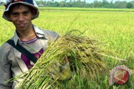 Batan Temukan Varietas Padi Unggul