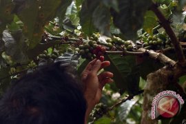 Ekspor kopi robusta Lampung turun