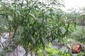Dinas dorong masyarakat tanam cabai pekarangan rumah 