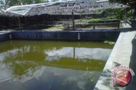 Warga Gunung Kidul budi daya ikan sidat