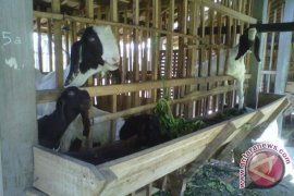 Peternak kambing PE dilatih membuat olahan susu 