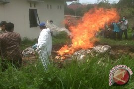 Karantina Pontianak Musnahkan Daging Sapi dan ayam Ilegal