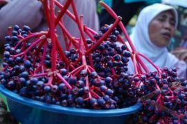 BUAH PARIJOTO