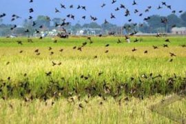 HAMA BURUNG PIPIT