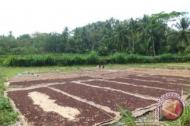 Dispertan Kulon Progo perluas lahan cengkih