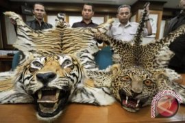 Eci dan Lala, Itulah nama Kedua Bayi Macan