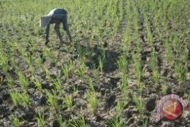 Sensus pertanian diharapkan jadi dasar kebijakan pro petani