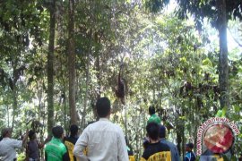 Balai TNK: Perlu Dibuat Koridor Satwa 