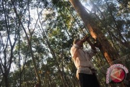 Pemerintah Diharapkan Serius Tangani  Karet 