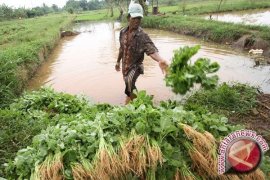 Sayuran Bayam Bisa Kurangi Resiko Pikun