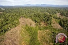 Hutan Berkurang Picu Masalah  