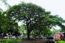BLH imbau warga memangkas pohon terlalu rindang