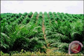 Menelusuri Jejak Taipan Kelapa Sawit Di Indonesia