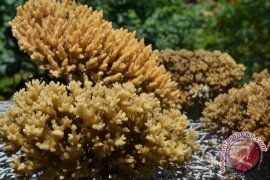 Pemkab Bengkayang Fokus Kembangkan Potensi Wisata