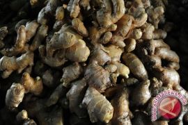 Bahan Alami Pembersih Ginjal