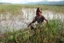 Terancam Kebanjiran, Hasil Panen Padi Turun