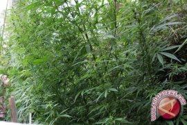 Pemkab Muratara berikan penyuluhan larangan ganja