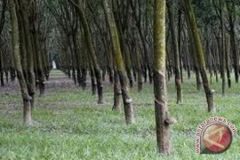 Harga karet lelang di Sumsel turun