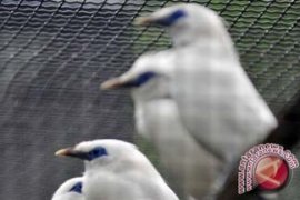 Pakar Susun Pelestarian Jalak Bali