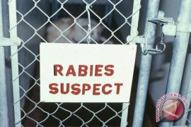 1.068 Kasus Gigitan Rabies di Kalbar