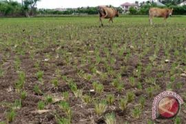 Balangan Canangkan Kawasan Sentra Bibit Rumput