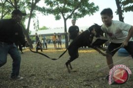 Pemkab Sigi Lakukan Vaksinasi Rabies 
