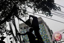 Delapan Ribu Pohon Ganggu Listrik 