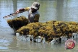 Pemerintah Bangka Kembangkan Budi Daya Rumput Laut