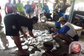 Nelayan Kulon Progo panen tangkapan bawal putih
