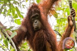 Orangutan "Gundul" dan "Joko" Tiba di Gunung Bayan