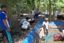 Warga Kulon Progo manfaatkan pekarangan untuk budidaya lele 
