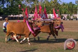 "Sampi Gerumbungan" Pukau Wisman