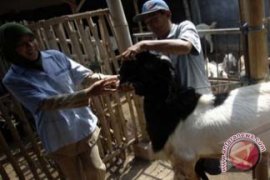 Harga Kambing di Denpasar Melonjak