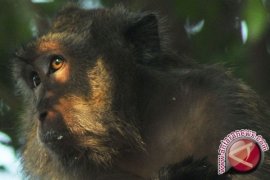 IAR: Terdapat Sebanyak 115 Monyet Ekor Panjang 