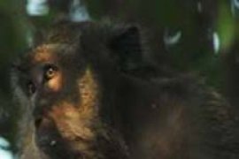 Monyet Ekor Panjang Tersisa 115 Ekor