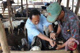 RS hewan Sumsel ditargetkan beroperasi desember 2016