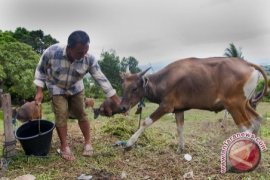 Harga Hewan Qurban Terus Naik