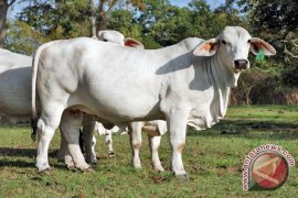 OKU dapat bantuan 100 ekor sapi Australia 