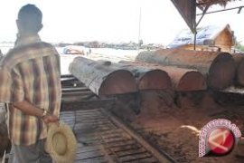 Polda Sulteng Buru Komplotan Penyelundup Kayu Hitam 