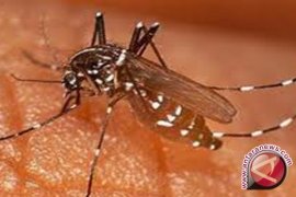 Kasus Malaria di Pangkalpinang Turun Drastis