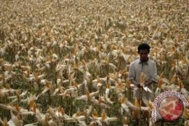 Target Pengembangan Komoditi Jagung Sumbar Belum Terpenuhi