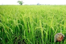 Pemkab Klungkung Salurkan Beras Ke Bumdes