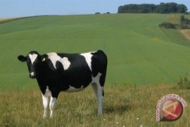 Sapi Selandia Baru Hasilkan Susu Anti-Alergi