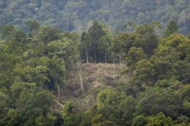 Menhut: Kerusakan Hutan Indonesia Turun