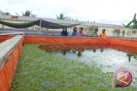 Pembudi daya lele Kulon Progo merugi
