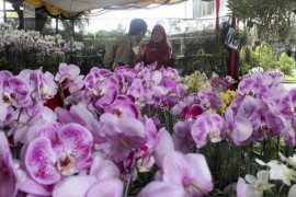 TNGM Identifikasi&Acirc;&nbsp; Anggrek di Lereng Merapi Yogyakarta