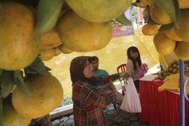 Batagak Agam Potensial Kembangkan Agrowisata Jeruk