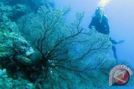 Keanekaragaman hayati laut Indonesia terbesar di dunia