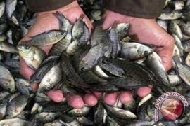 KKP Salurkan 200 Ribu Nila Di Bengkulu